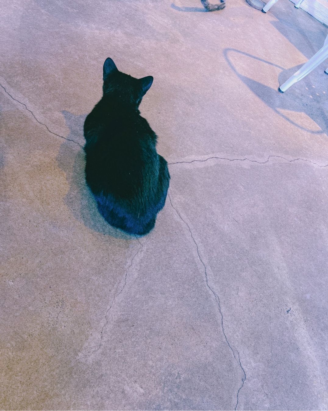 a black cat sitting on the floor, we see the cat from above